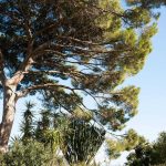 Ткань — Dedar — Salicornia — 012 — 00T2200200012