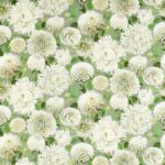 Ткань - Harlequin - DAHLIA -  Sail Cloth/Meadow/Sketched  - HQN2121085