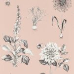 Обои - Clarke and Clarke - ROSERAIE - BLUSH - W0197/01