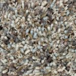 Ковёр Young driftwood  - 061805 - Brink & Campman - 140x200