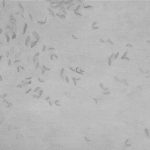 Обои Coordonne - Leaves reflection Grey A00941 (коллекция Central Saint Martins – Rest Time)
