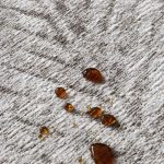 Ковёр Java Ivory — Carpet decor by Fargotex