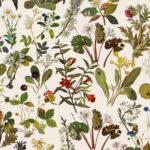 Обои House of Hackney — Herbarium — Ecru